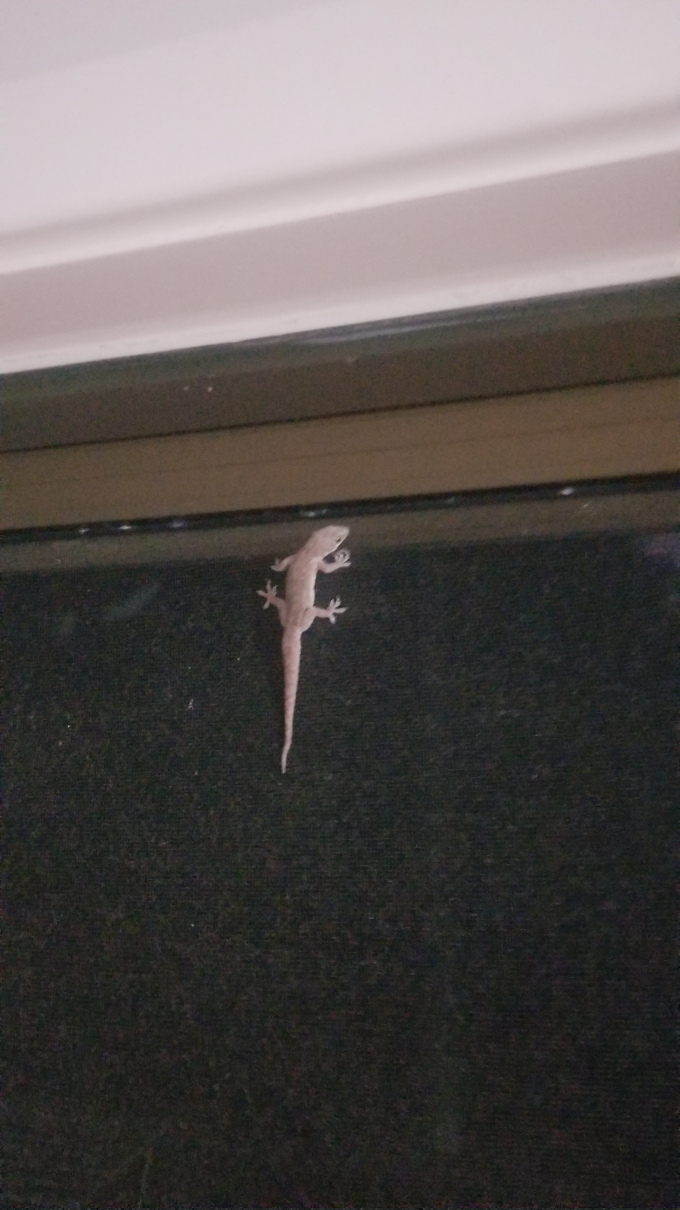 gecko