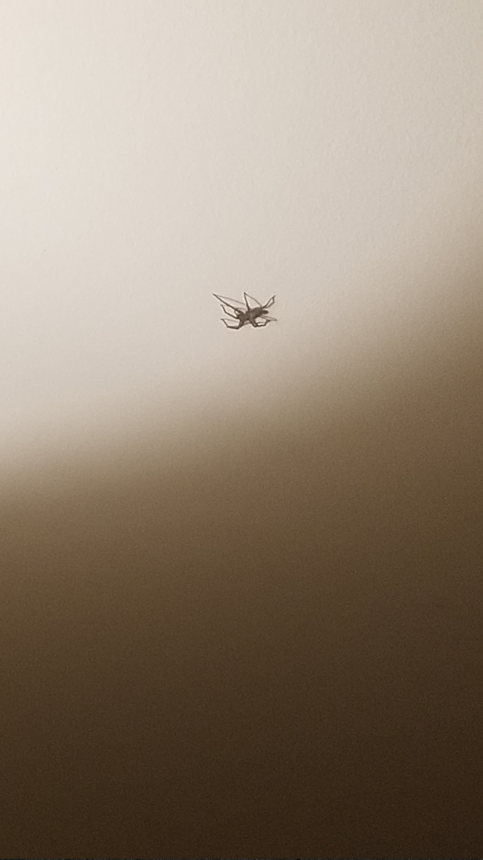 spider 1